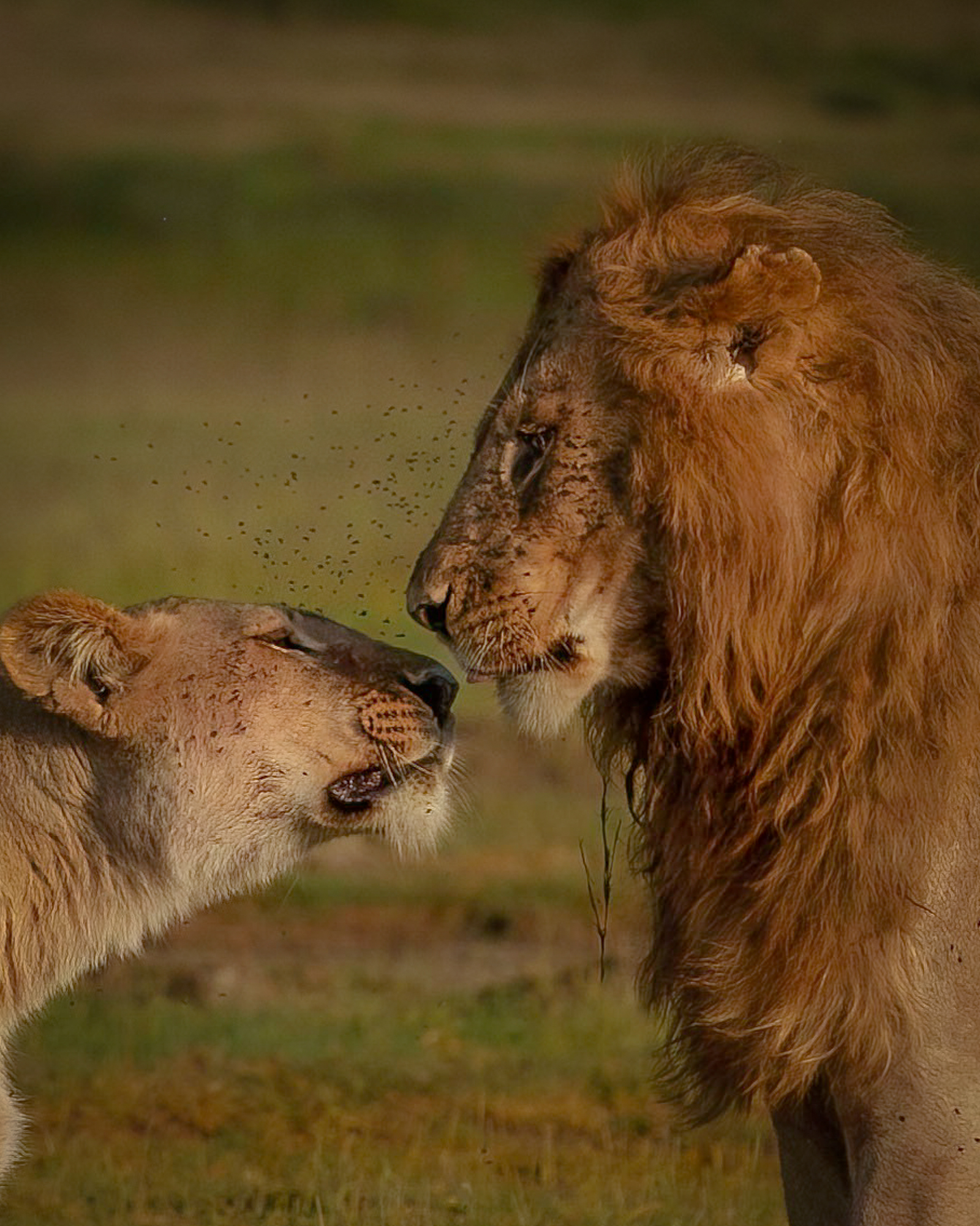 Tanzania Mainland Trips